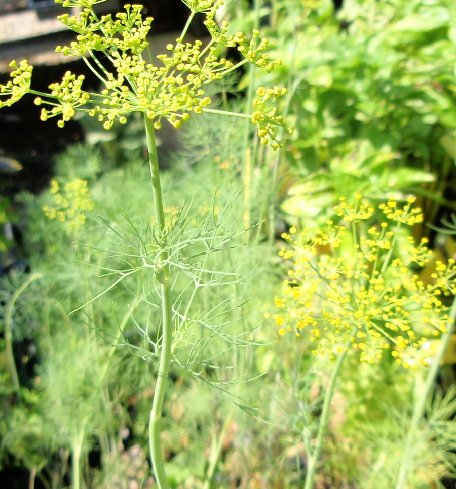 pickling-with-dill-capemay-blog