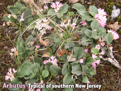 Arbutus - typical of southern New Jersey