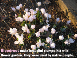 Bloodroot make beautiful clumps in wild flower gardens. Used by native people