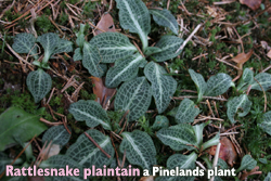 Rattlesnake plaintain - a pinelands plant