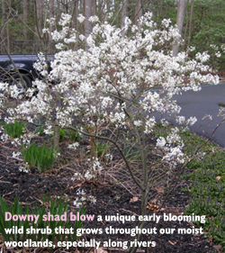 Downy Shad Blow - a unique early blooming wild shrub that grows throughout our moist woodlands, especially along rivers.