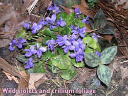 Wild violets and trillium foliage