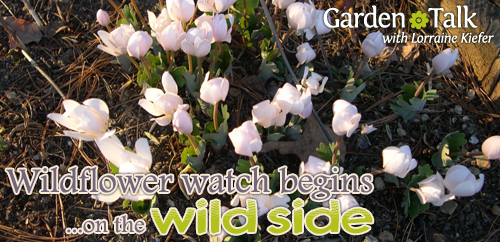 Wildflower Watch Begins on the Wild Side - Garden Talk with Lorraine Kiefer