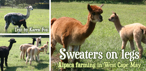 Alpaca farming West Cape May New Jersey by Karen Fox