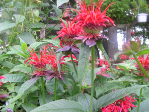 Monarda