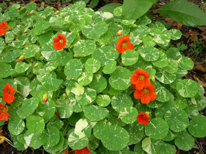 Nasturtium