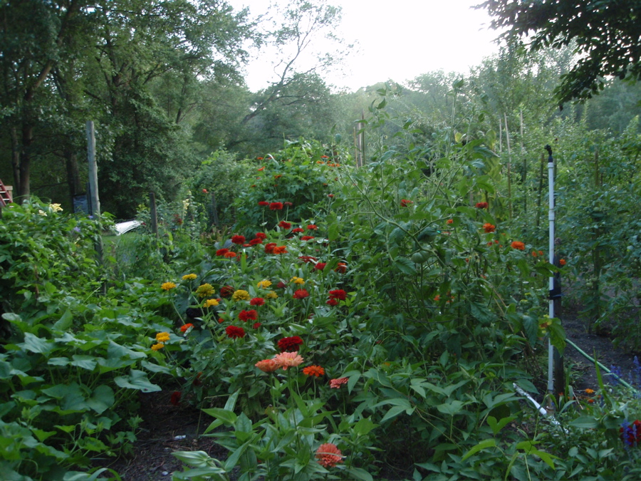 garden zinnia – CapeMay.com Blog