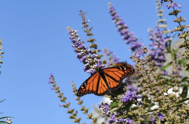 Monarch Festival at the Nature Center of Cape May Events Calendar