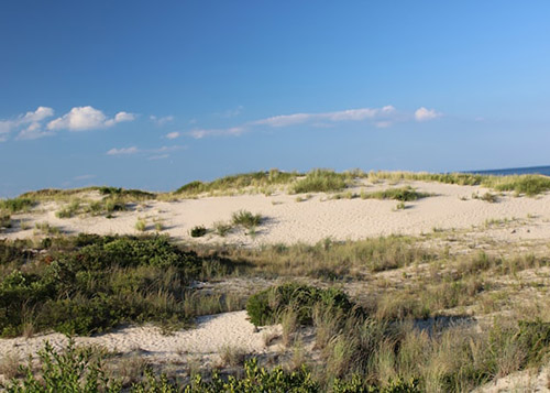 Dunes in Lewes, DE by 
Peter Chapin on Unsplash