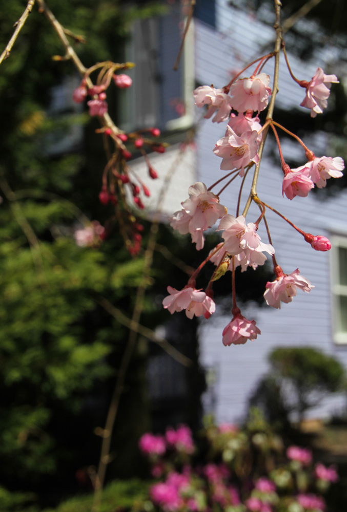 Blossoms the air     Picture the Day