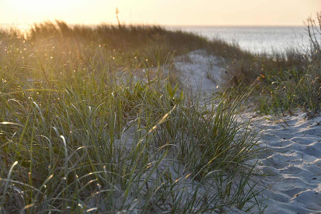 Sunrise Through the Dunes – Cape May Picture of the Day