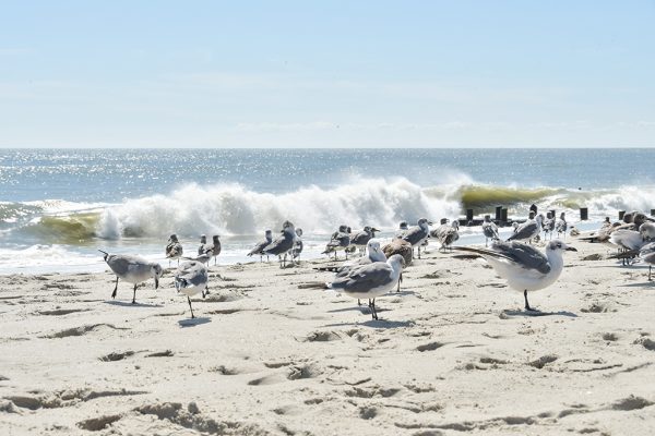 September Beach Crowds – Cape May Picture of the Day