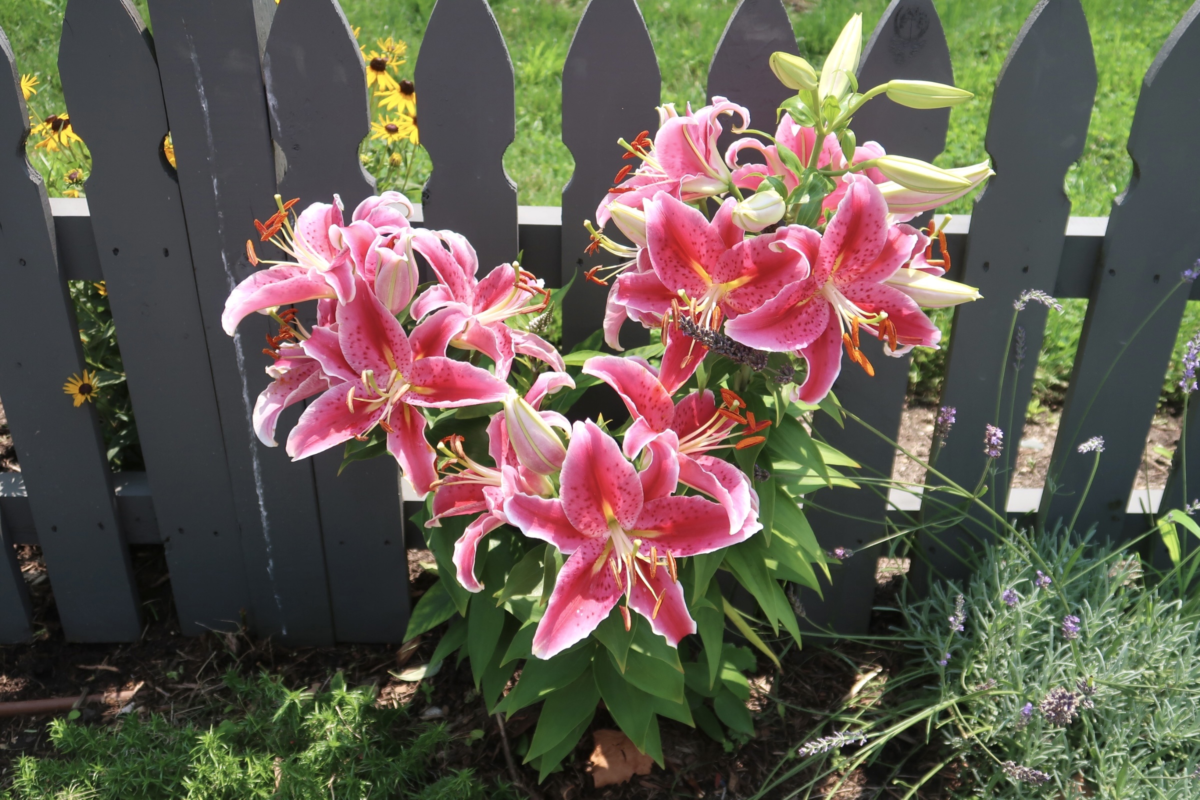 vibrant-tiger-lillies-cape-may-picture-of-the-day