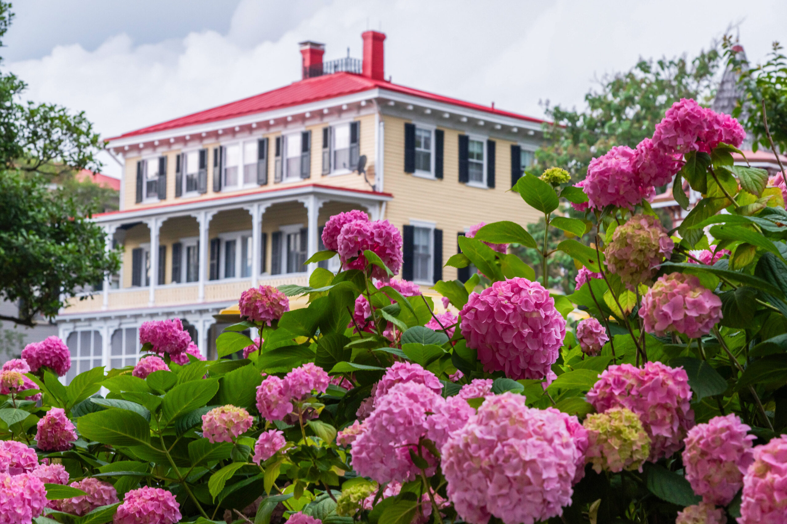Pink hydrangea in front of a yellow and red Victorian style house