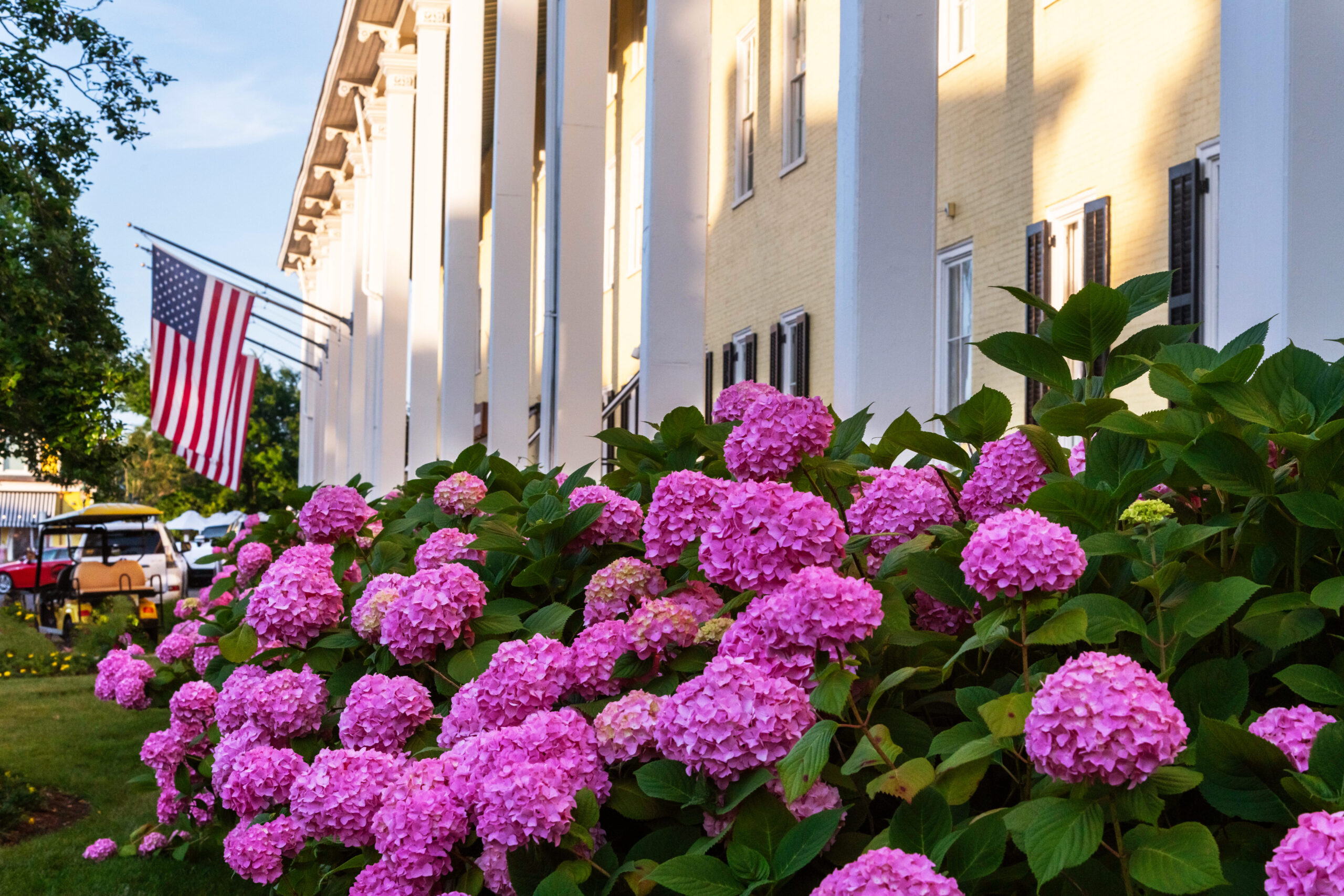 A row of pink hydrangeas in front of Congress Hall with a sunny blue sky. There are American Flags hanging on the budding.