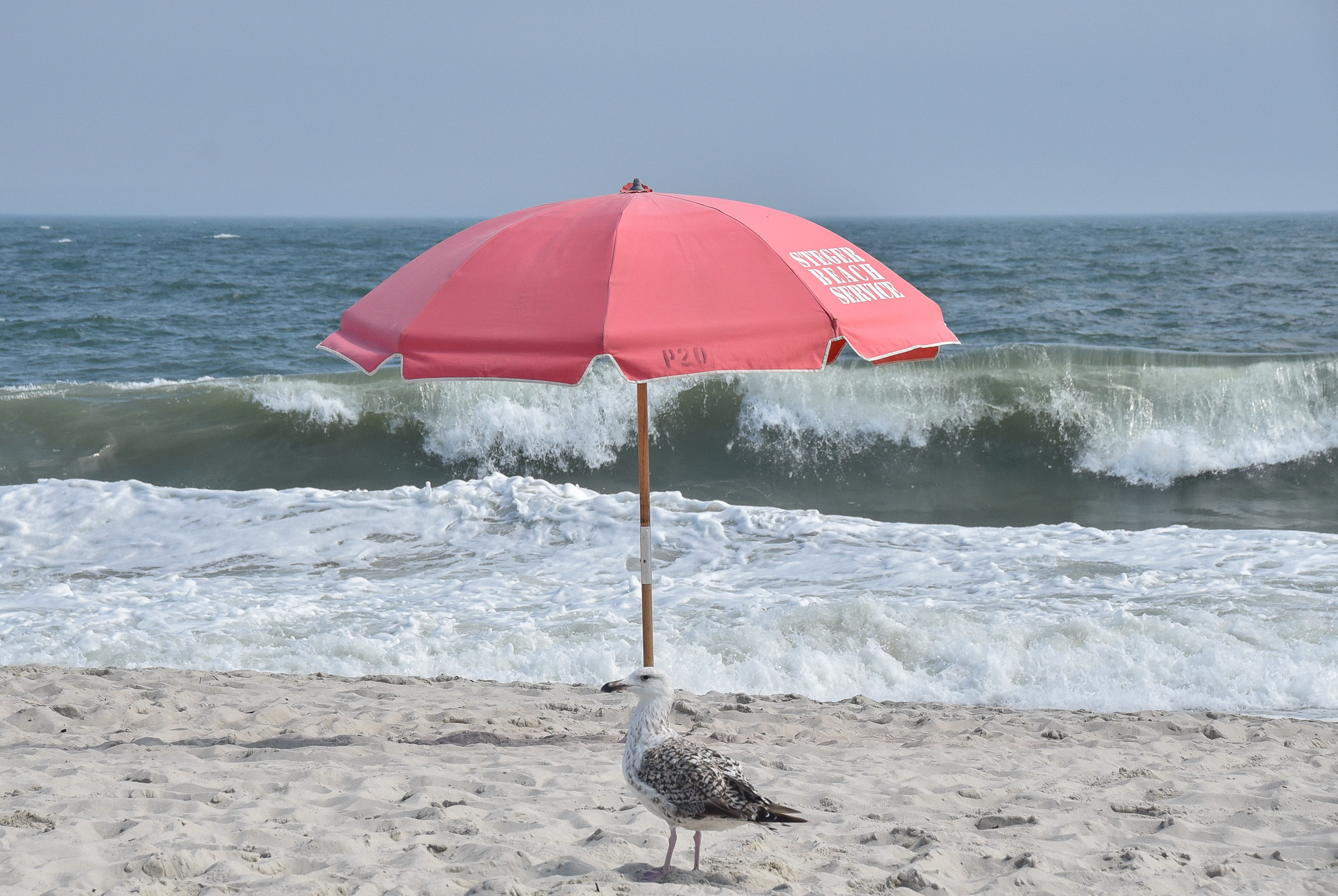 Lazy Day as a seagull is resting on the beach