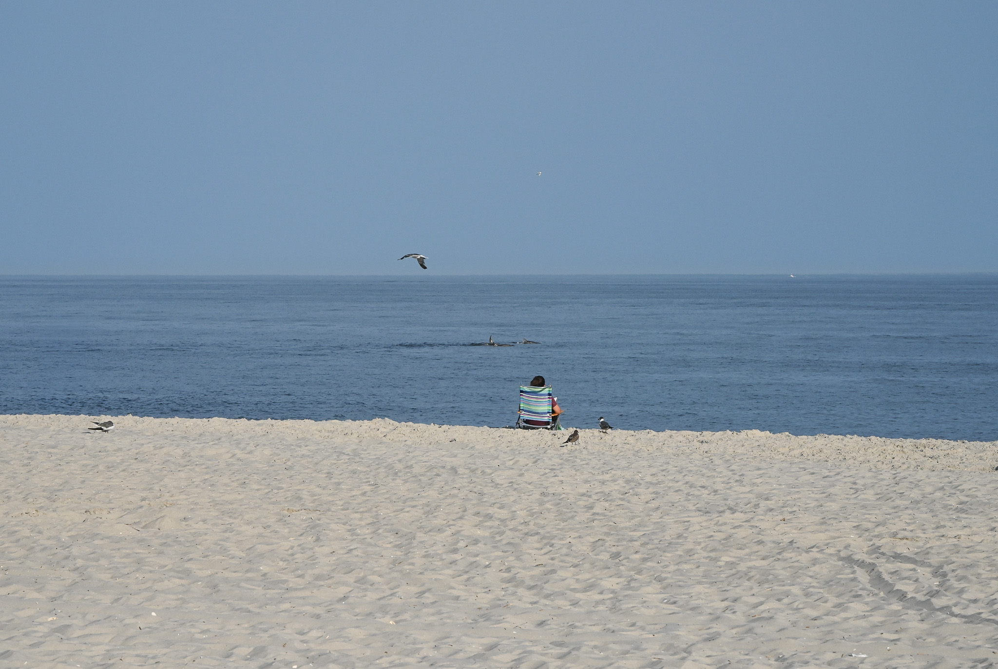 Watching the Dolphins  on the beach in Cape May