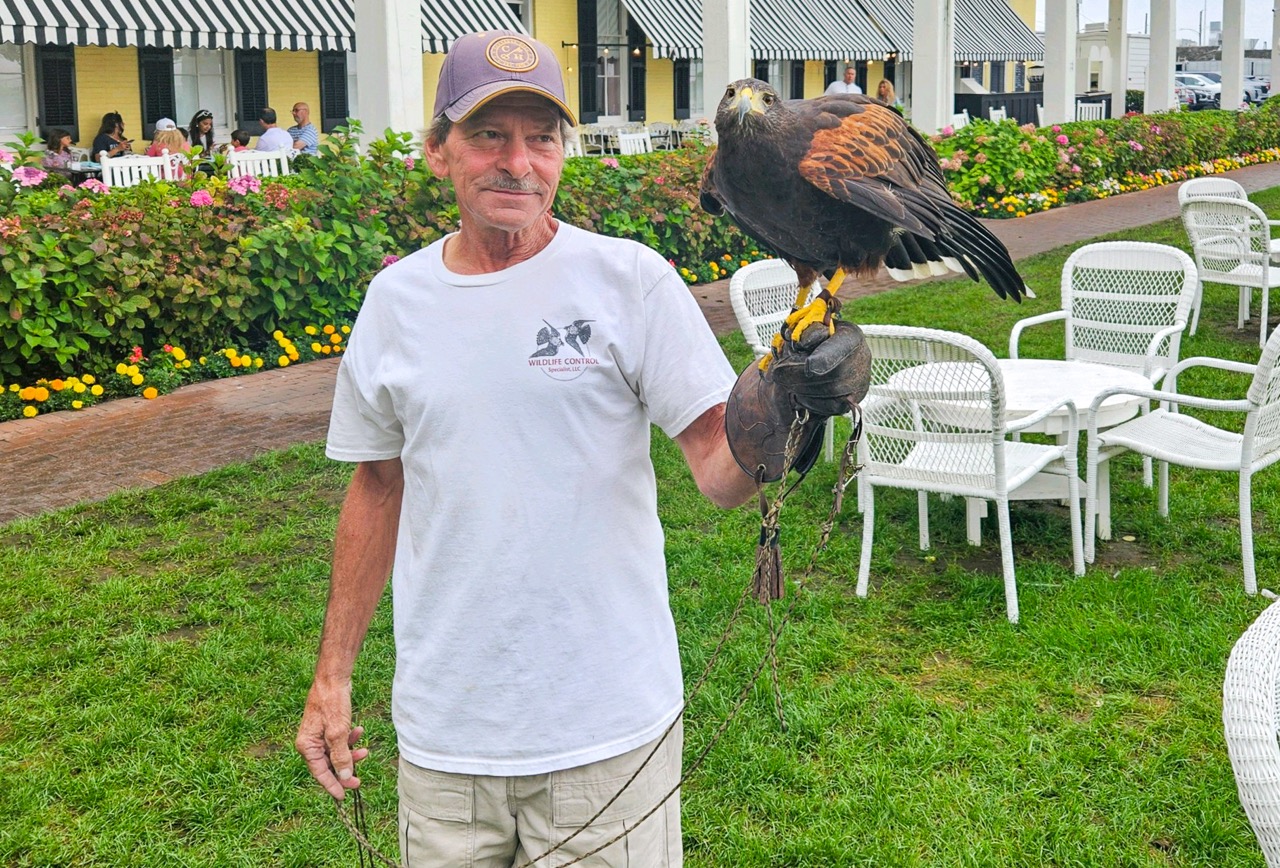 Lilly protects the skies over Congress Hall from seagulls. Don't worry! She is a deterrent, not a hunter.