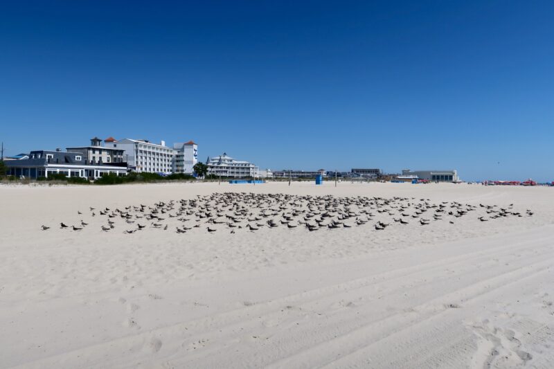 Flock of birds in formation on the beach