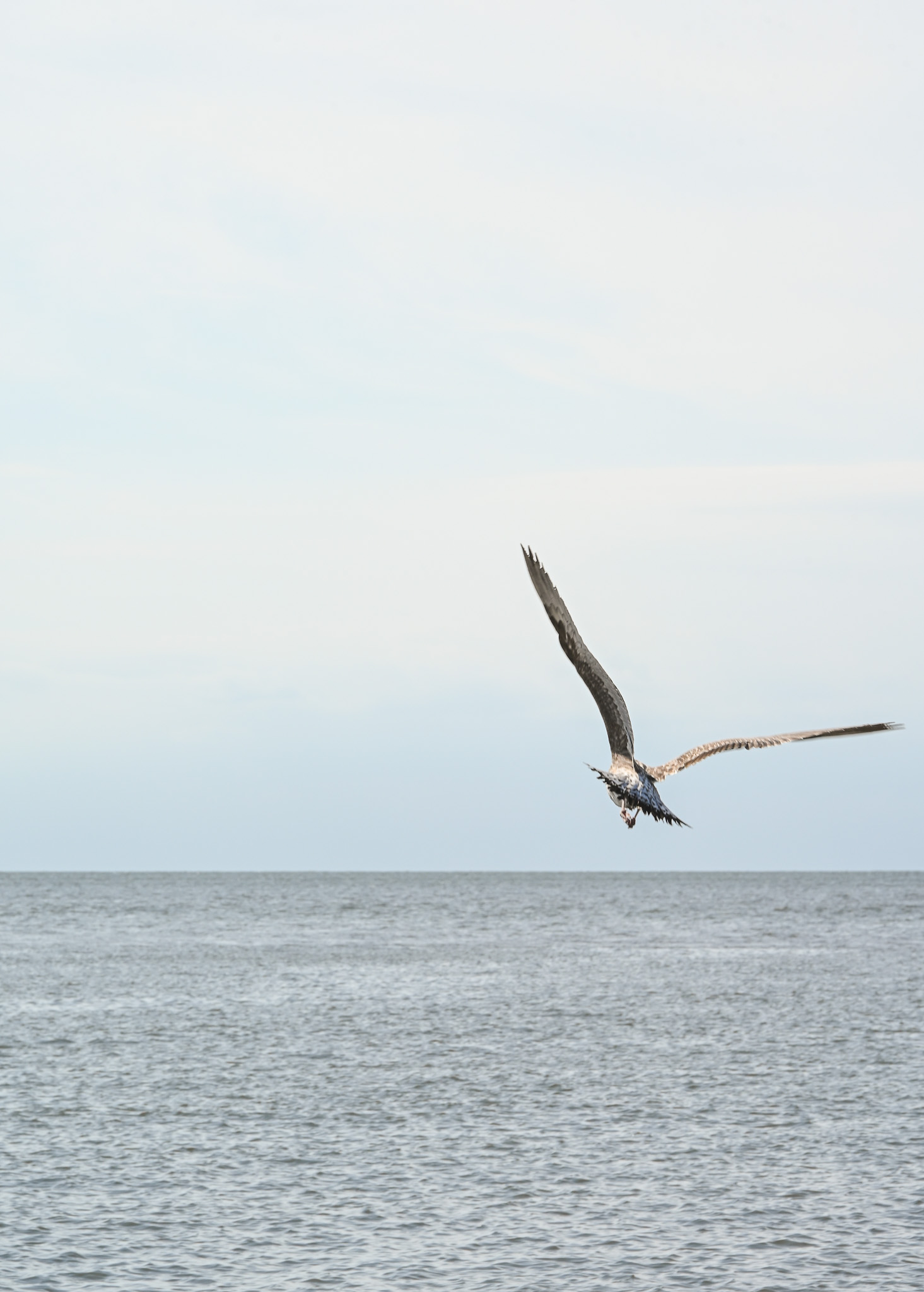 A Seagull is Flying Away