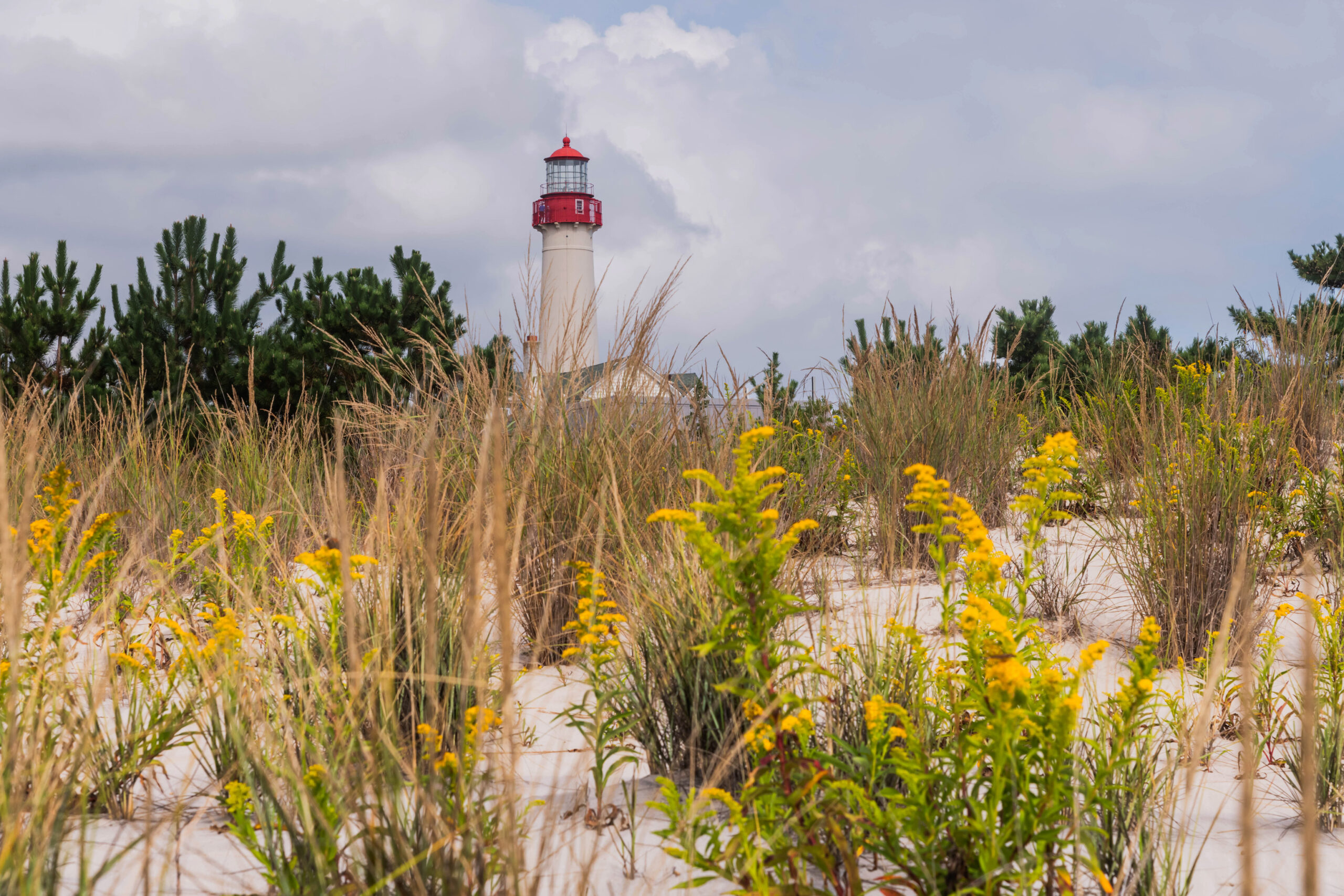 Yellow goldenrods in the beach dunes in front of the Cape May Lighthouse. There are big puffy clouds in a blue sky.