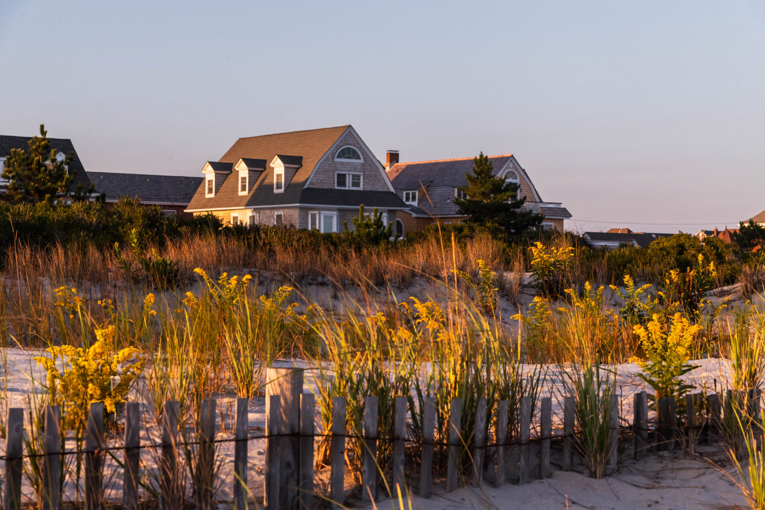 Yellow goldenrod flowers in the beach dunes at sunset. There is golden light shining on the dunes and on the beach houses in the background behind the dunes.