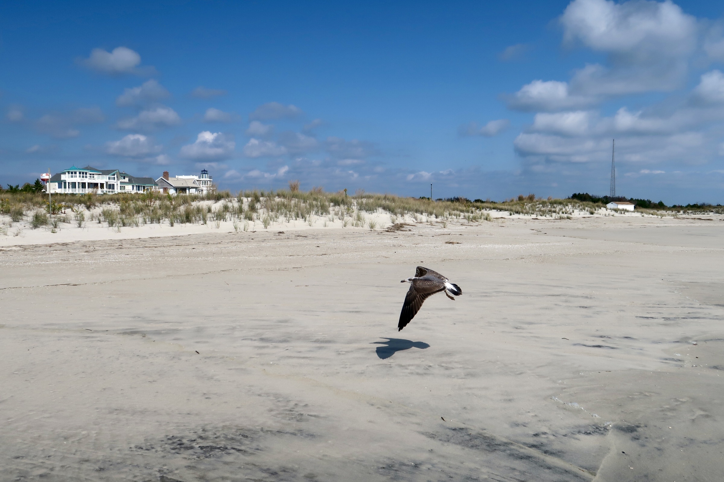 Seagull flying on the beach