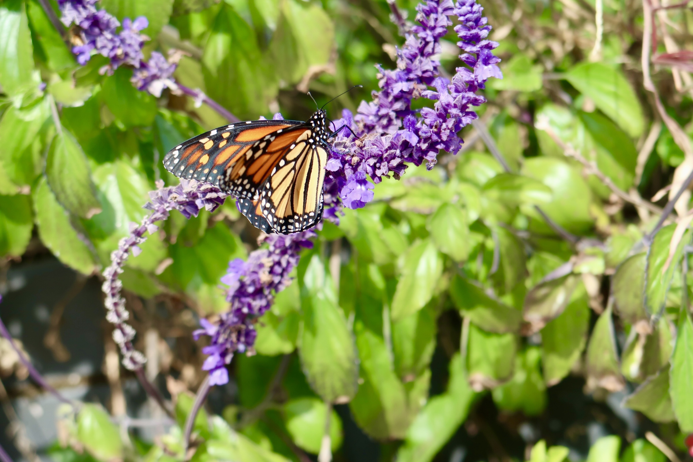 Monarch butterfly perched on a flower