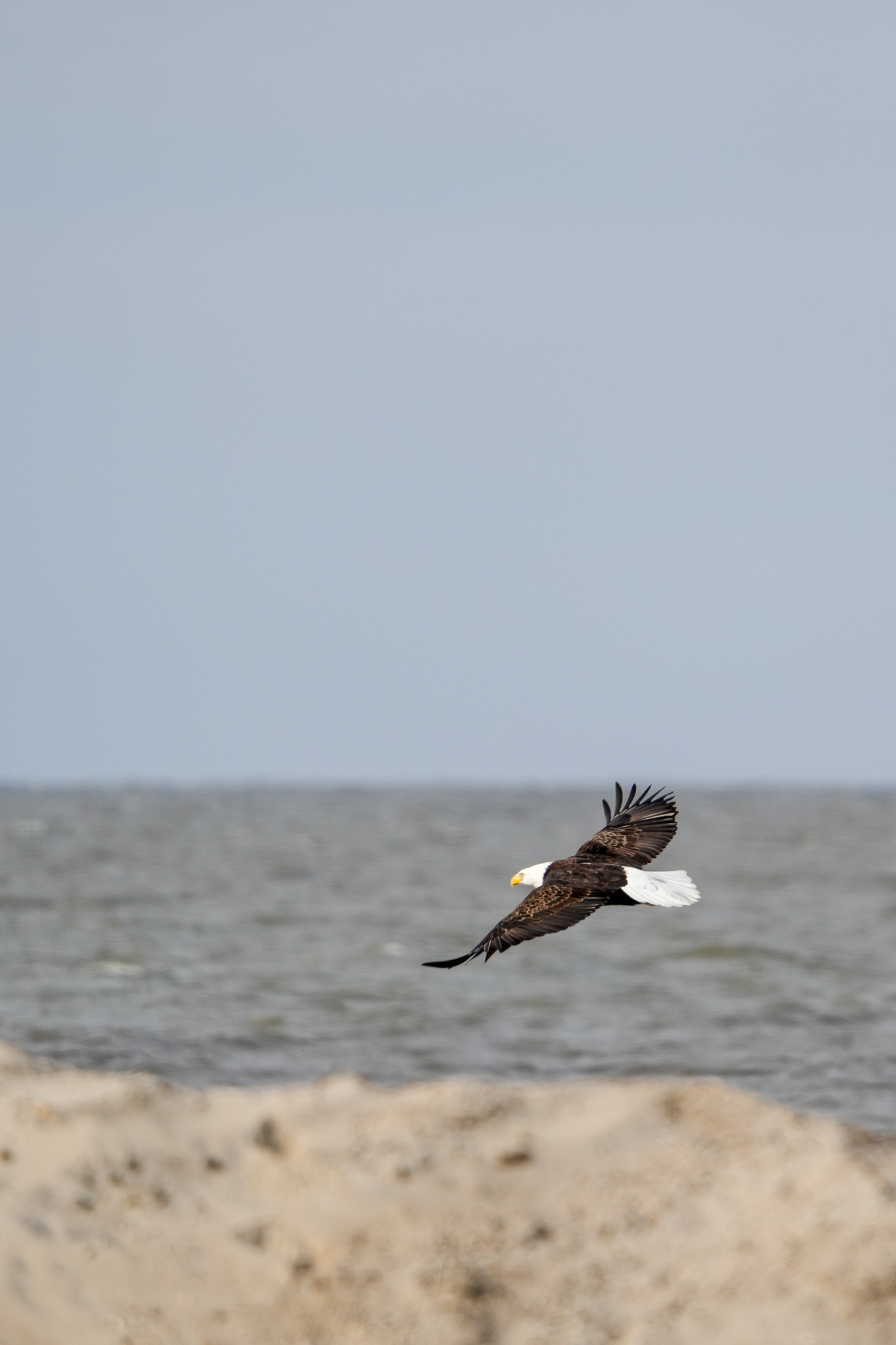 A Eagle by Sunset Beach