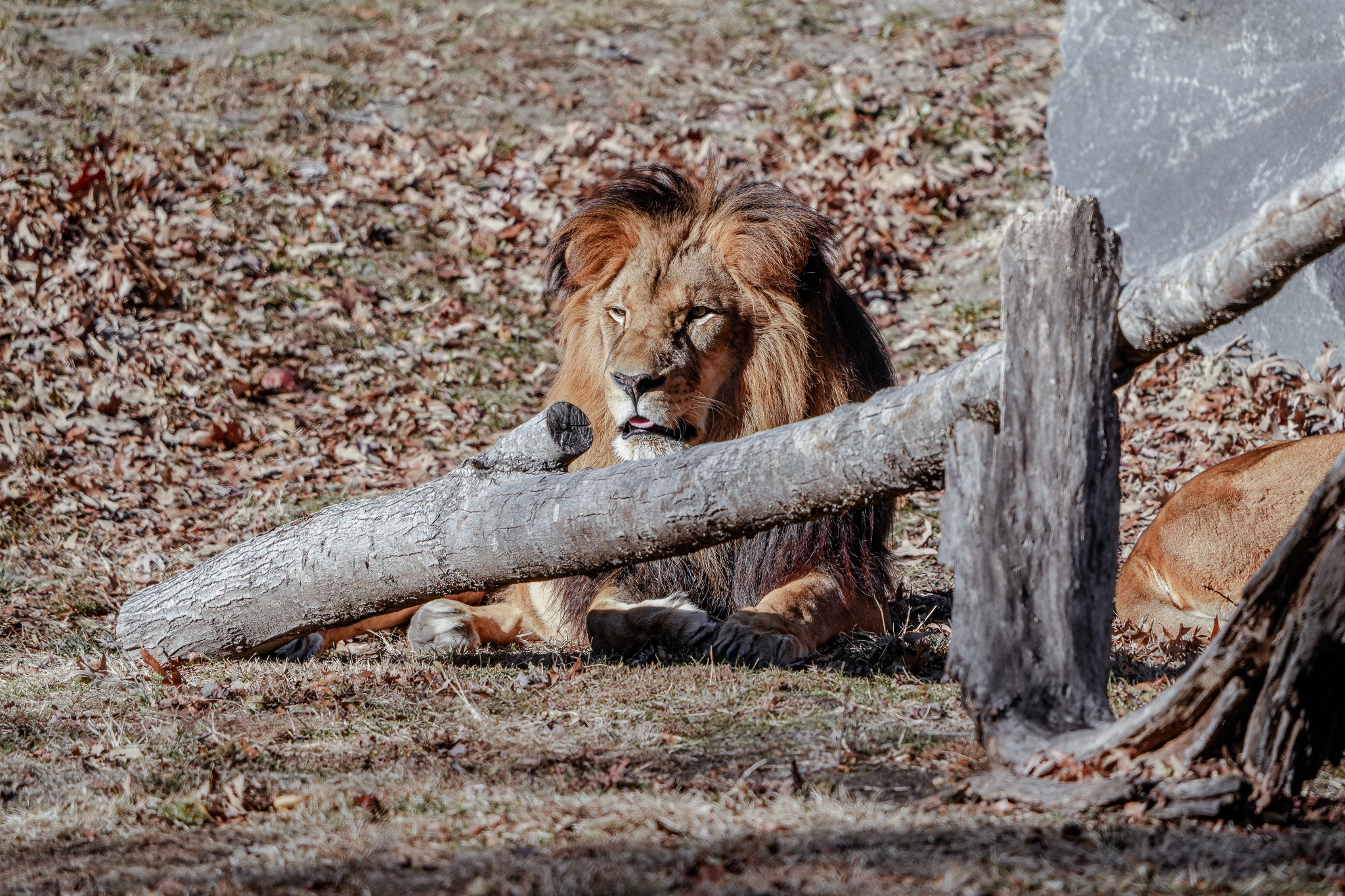 Lazy Day at the Cape May County Zoo