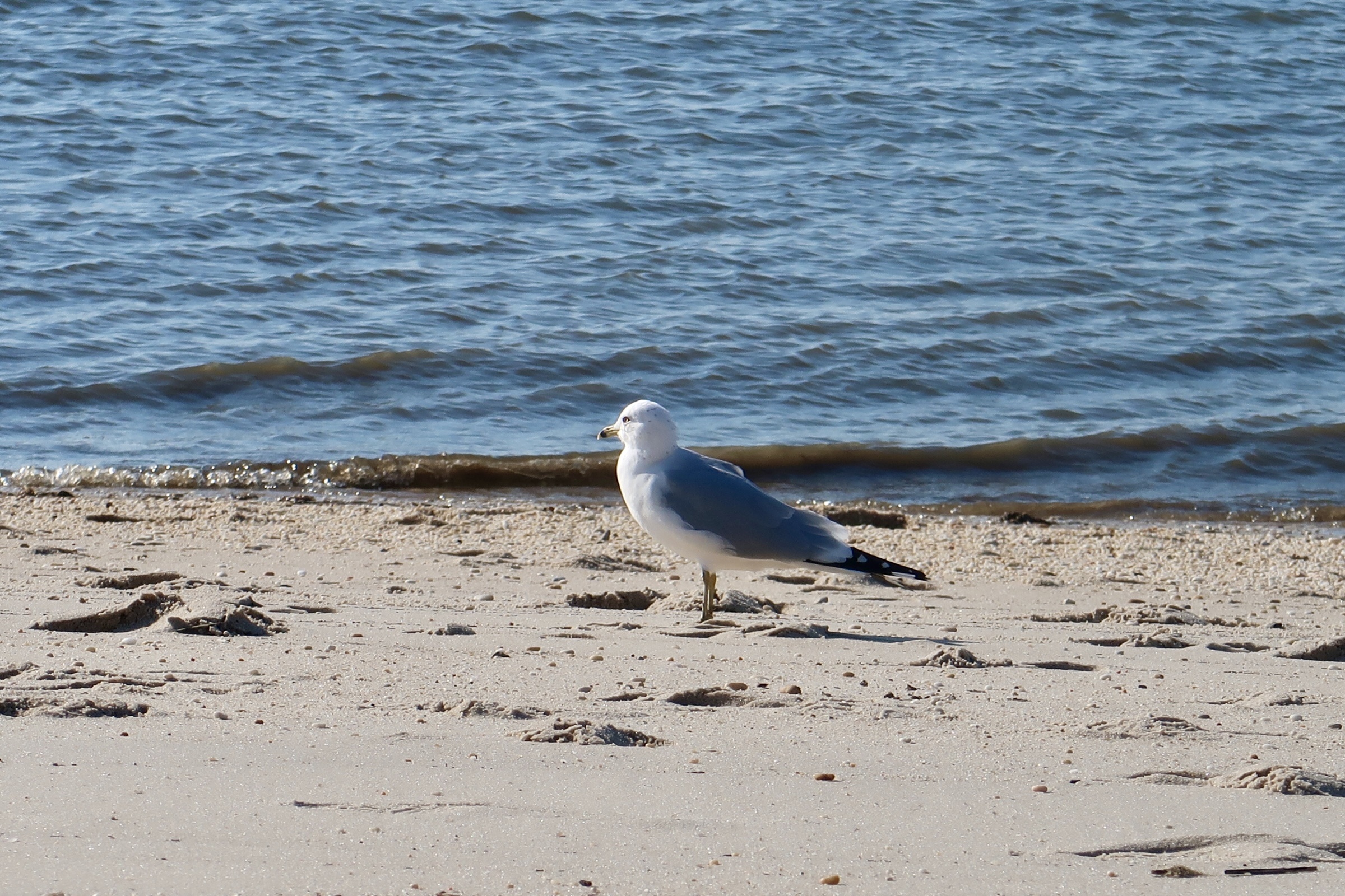 Seagull standing on the Delaware Bay